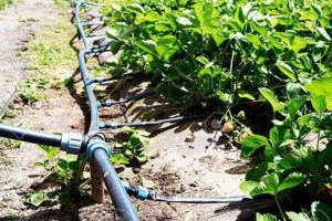 hdpe irrigation pipe application-02