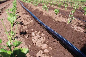 hdpe irrigation pipe application-03